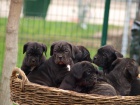 Cane Corso tata