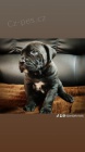 Cane Corso tata