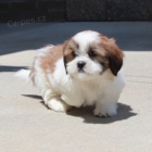 Prodm tata SHIH TZU