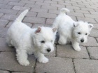 Prodm mini mini tata West Highland White Terriers