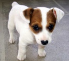 Prodm tata jack russell terira.