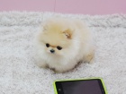 Nmeck pic. mini pomeranian bez pp