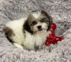 tn shih tzu hledm k prodeji