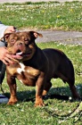 American bully standard