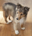 Prodm krsn mini ttka sheltie