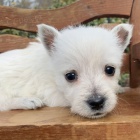 Prodm tata West Highland White Terriers