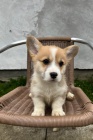 Pembroke Welsh Corgi tata