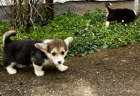 Pembroke Welsh Corgi tata