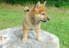 Prodm rozkon miminka tata shiba inu