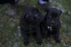 Cane Corso tata