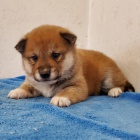 Prodm tata shiba inu