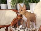 tata Basenji pipravena k adopci.