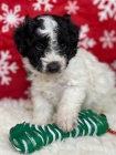 ndhern a zdrav tata Aussiedoodle na prodej.