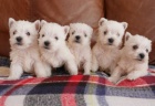 Prodm mini hraku tata West Highland White Terriers