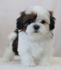 Prodm krsn ttka feny a pejska mini SHIH TZU