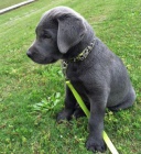 ttka Labrador Retriever s PP