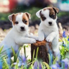 Jack russel terir