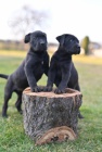 Cane Corso tata