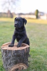 Cane Corso tata