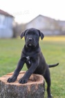 Cane Corso tata