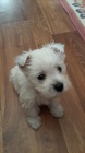 Prodm tata West Highland White Terriers