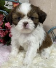 Prodm tata SHIH TZU