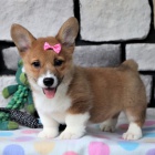 krsn a andlsk tata Pembroke Welsh Corgi na prodej.