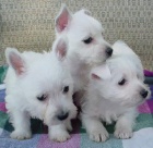 Prodm tata West Highland White Terriers