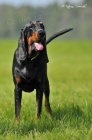 Velmi oekvan vrh ttek Black and Tan Coonhound