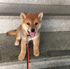 Prodm roztomil ttka shiba inu