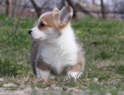 Pembroke Welsh Corgi tata