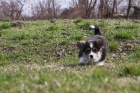 Pembroke Welsh Corgi tata