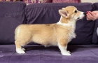 Velsk Corgi Pembroke tata