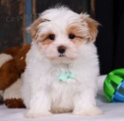 Prodm tata Maltipoo