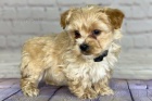 Prodm mini tata Yorkiepoo.