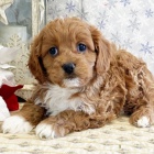 Cavapoo tata k adopci.