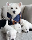 Prodm mini tata West Highland White Terriers