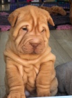 Prodm zdrav tata okovan shar-pei.