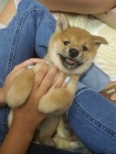 Prodm roztomil ttka mini shiba inu