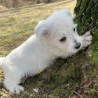 Prodm mini mini tata West Highland White Terriers