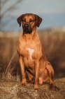 Rhod. Ridgeback - ttka s PP