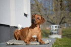 Rhod. Ridgeback - ttka s PP