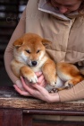 Prodm tata shiba inu