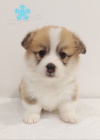 Pembroke Welsh Corgi tata