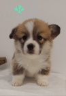 Pembroke Welsh Corgi tata