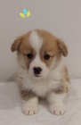 Pembroke Welsh Corgi tata