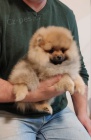 pomeranian tata TOP kvalita