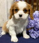 Prodm mini okovan tata Cavalier King Charles Spaniel.