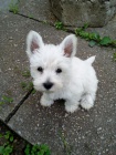 Prodm mini tata West Highland White Terriers