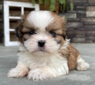 Prodm tata SHIH TZU